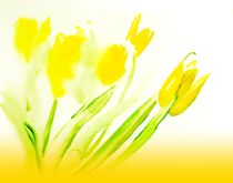 Gelbe Tulpen - Yellow Tulips von Maria-Anna  Ziehr