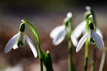 Schneeglöckchen, Frühling, Sonnenschein von Cordula Maria Grahl