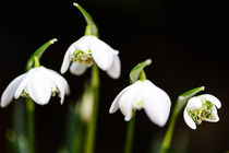 Knotenblumen im Frühling von Cordula Maria Grahl