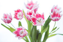 Tulpen 1 von Ruby Lindholm
