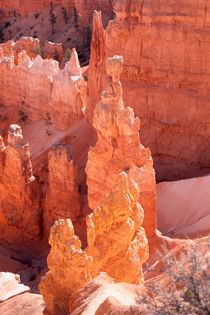 Bryce Canyon Hoodoos by John Bailey