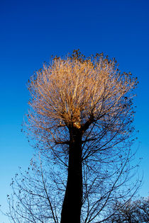 Tree Top Sun by Steve Ball