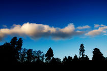Trees Cloud von Steve Ball