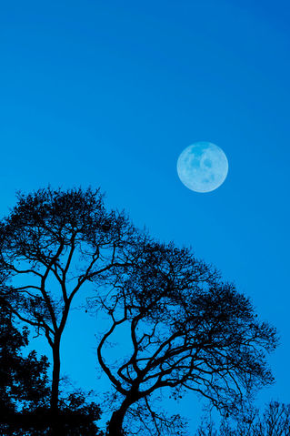 Trees-moon