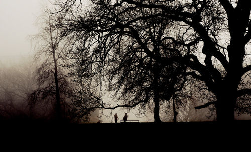 Trees-foggy-park