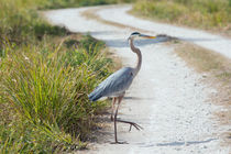 Why Did The Heron Cross The Road by John Bailey