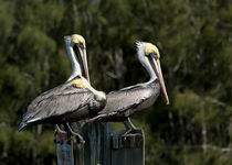 Pelican Threesome by John Bailey