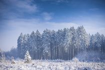 Gefrorener Wald by Björn Kindler