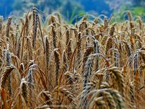cornfield by urs-foto-art