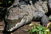 Crocodile after lunch - Costa Rica by Jörg Sobottka