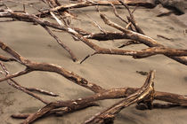 Driftwood at the Beach - Costa Rica by Jörg Sobottka