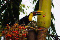 Swainson Toucan losing a palm fruit by Jörg Sobottka
