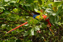  Scarlet Macaw in the wild - Costa Rica von Jörg Sobottka