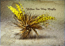 Yellow Fan Wing Mayfly by Doug McRae