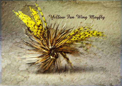 Yellow-fan-wing-mayfly