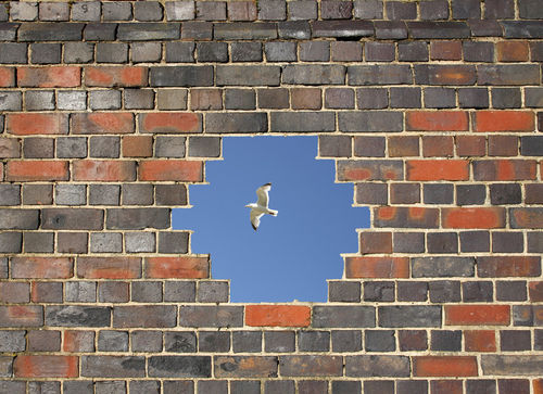 Wall-hole-seagull