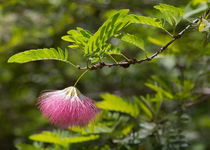 Pink Powderpuff Blossom by John Bailey