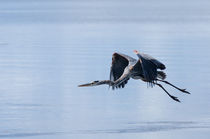 Tri Colored Heron Take Off by John Bailey
