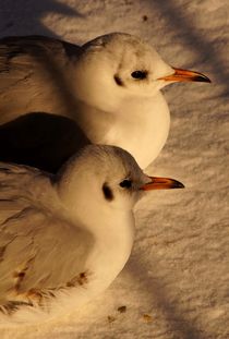 sunny seagulls in winter - sonnenmöwen im winter von mateart