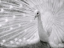 White Peafowl von Irfan Gillani