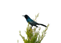 Grackle On Lookout by John Bailey