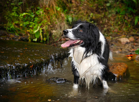 Dog-in-river-2