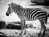 Zebra von leddermann