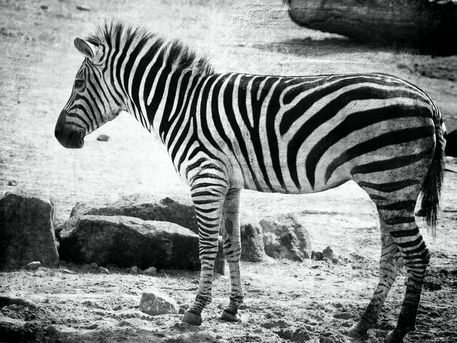 Zebra-cut-6000-6