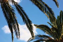 Palms and Sky by tfotodesign