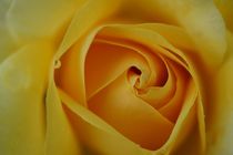 Gelbe Rose by leddermann