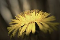 Yellow flower by leddermann