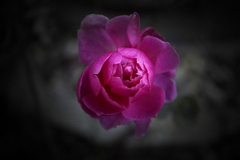Rose-pink-vignette