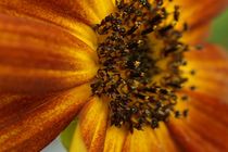 Sunflower by leddermann
