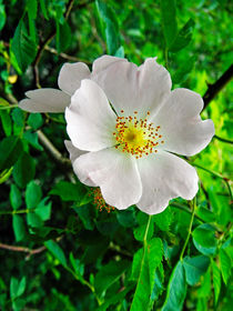 Burnet Rose, (Rosa pimpinellifolia) von Rod Johnson