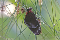 papillon by lisa-glueck