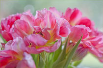 Rosa Tulpen von lisa-glueck