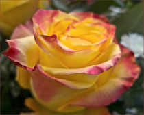 Rosenschön by lisa-glueck