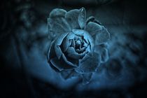 Blue Rose by leddermann