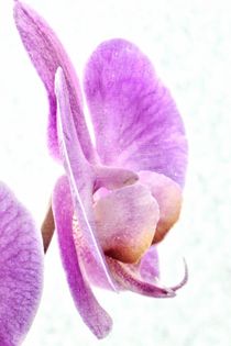 Orchidee von leddermann