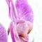Orchideen-2b-fotor7-4000-rub