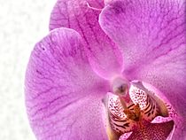 Pinke Orchideen von leddermann