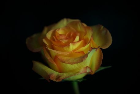 Rose-gelb-6