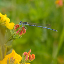 blue dragonfly by B. de Velde