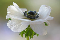 anemone by B. de Velde