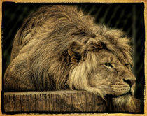 The lion doesn't sleep von Uwe Karmrodt