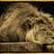 The-lion-doesnt-sleep