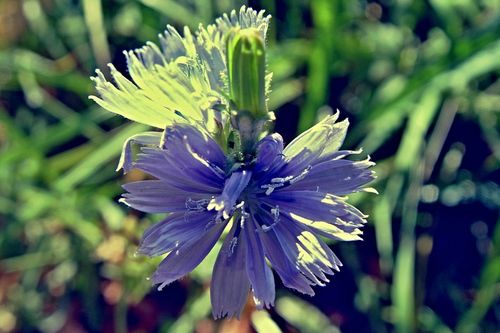 Blume-violett-4-6000x4000