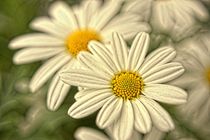 soft flowers - sanfte Blumen von leddermann