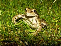 Little frog - kleiner Frosch von leddermann