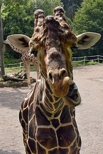 Giraffen sind cool by leddermann